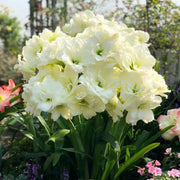 View 🌺Double-Petaled Perfume Amaryllis Bulbs image 3