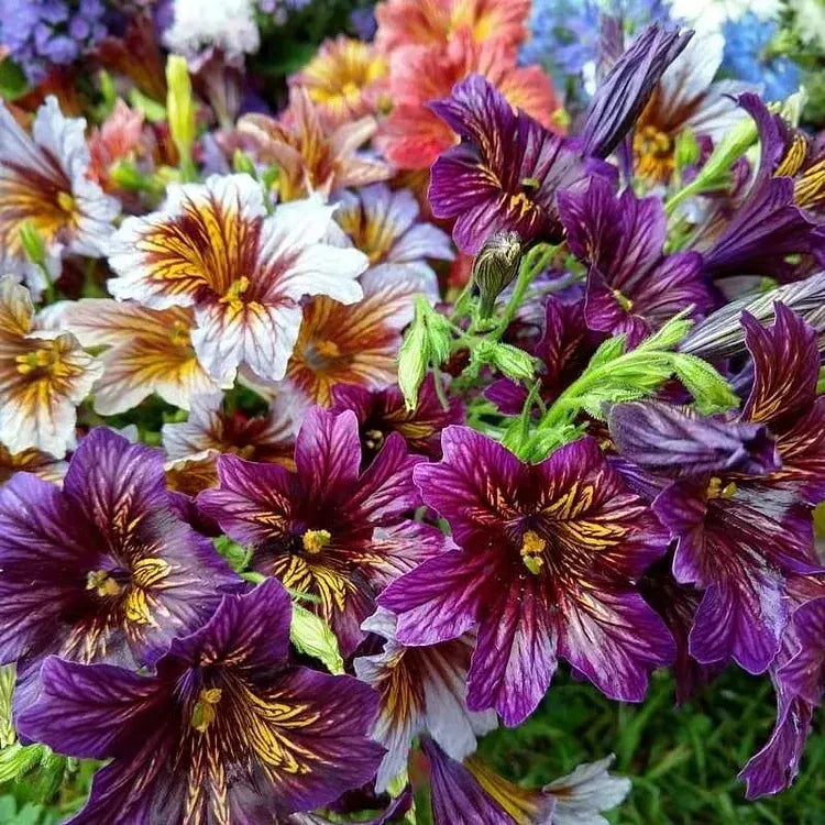 Multi-Colored  Petunia-Chilean Morning Glory Seeds