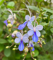 View 🌌 Blue Butterfly Flower Seeds – Bring the sky into your garden! image 6