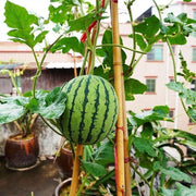 View Potted Watermelon Seeds-Small Space Planting image 3