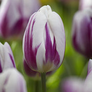 View Flaming Flag Triumph Tulip Seeds image 4