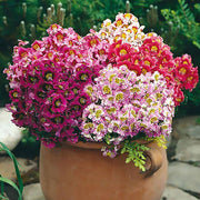 View BUTTERFLY FLOWER - ANGEL WINGS MIX image 1