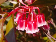View Rare Tuberose Enkianthus Seeds image 2