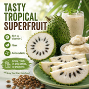 View 💥🌸 Organic Soursop (Graviola) Seeds – Non-GMO Heirloom Tropical Fruit seeds image 3