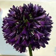 View Agapanthus africanus 'Black Jack' image 2