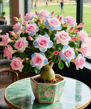 View 🇺🇸 Celebrate America’s 250th – Red, White & Blue Desert Rose (Adenium) Seedlings image 3