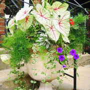 View 50pcs/Bag Coleus Bonsai Flower Leaf Plants Rainbow Dragon Seeds Garden image 5