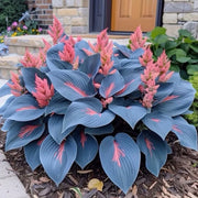 View 🌈RARE MULTI-COLORED HOSTAS SEEDS image 2