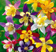 View Columbine Mckana's Giant Mix Flower Seeds image 3