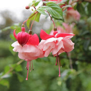 View Hanging Bell Begonia Flower Seeds-Various colors available image 4