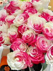 View Fuchsia white rose seeds - Cozy Beauty image 2