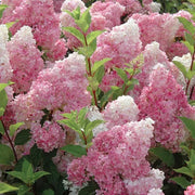 View 🌺Panicle Hydrangea Seeds image 1