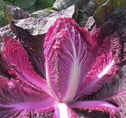 View Organic Purple Cabbage Seeds image 3