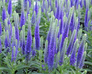 View Spike Speedwell Intense Blue Flowers image 4