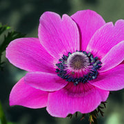 View Pink Anemone Seeds image 3