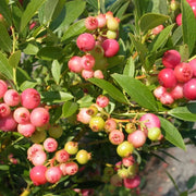 View Pink Bliss Blueberry seeds - Double the sweetness image 6