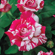 View Rose red white Miniature Rose image 4