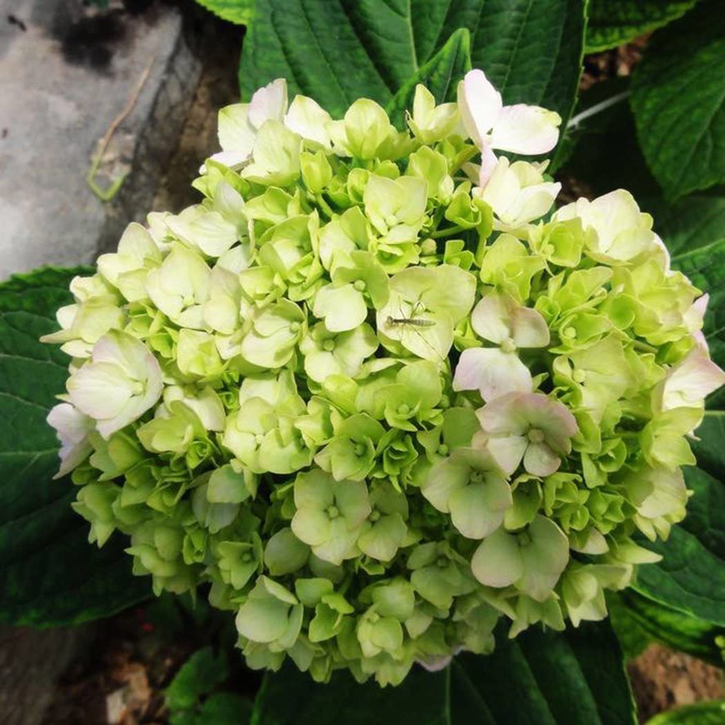 Hydrangea Seed: Beautiful, reunion and gratitude