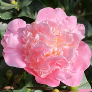 View Camellias Seeds image 2