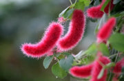 View Acalypha hispida - Red Hot Cattail Seeds image 6