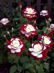 View Rare Twin Roses-Sunset Glow image 3