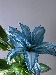 View Double-Blossom Lily image 2