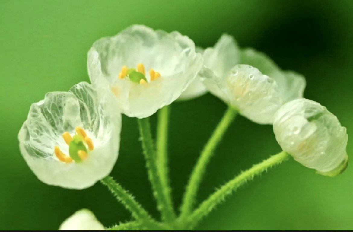 Crystal Flower Seeds