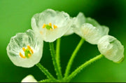 View Crystal Flower Seeds image 3