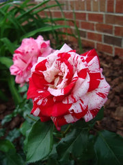View Rose red white Miniature Rose image 2