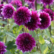 View 🌸Dinnerplate Dahlia Bulbs – Giant Show-Stopper Blooms image 6