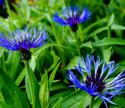 View Centaurea montana- Bachelor Buttons image 2