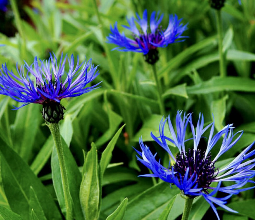 Centaurea montana- Bachelor Buttons