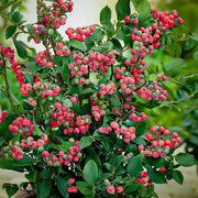 View Pink Bliss Blueberry seeds - Double the sweetness image 4