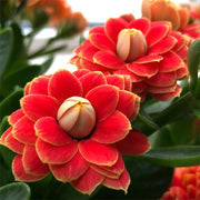 View Golden Fox Longevity Flower Seeds image 1