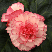 View Begonia Flower Seeds image 3