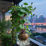 View 🎈🪴Red rattan Stephania Erecta: The strongest houseplant for lazy people🌿 image 5