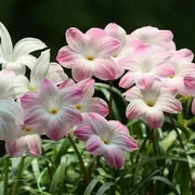 View Rain Orchid Bulbs-Blooms once the next rain falls image 5