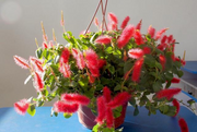 View Acalypha hispida - Red Hot Cattail Seeds image 5