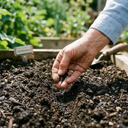 View Asparagus Seeds - Perennial Heirloom Vegetable Seeds - Grow Tender, Delicious Asparagus Spears Year After Year image 3