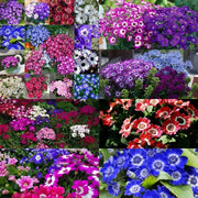 View Cineraria Mix Flower Seeds-Over 10 Colors image 4