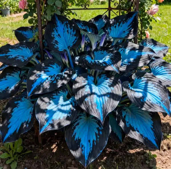 🌿 Rare Hosta Seeds — Premium, Shade-Loving Perennials with Lush Foliage🌈