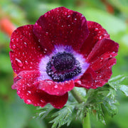 View Bordeaux Anemone Seeds image 3