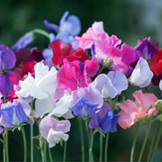 View 💐Multi Color Sweet Pea Flower Seeds image 5