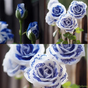 View Rare Blue Ink Rose Seeds🔥2024 Newest image 2