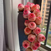 View Pink Mountain Rose -Succulent image 6