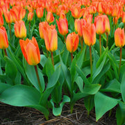 View Orange Emperor Tulip Seeds image 5