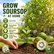 View 💥🌸 Organic Soursop (Graviola) Seeds – Non-GMO Heirloom Tropical Fruit seeds image 2