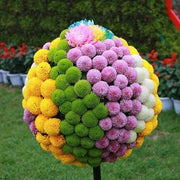 View 20 colorful ping pong chrysanthemum seeds image 2