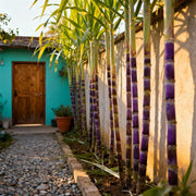 View 🌿🍬 Sugar Cane Seeds – Sweeten Your Garden & Life with Low-Maintenance, High-Sucrose Hybrid! 🌱 image 6