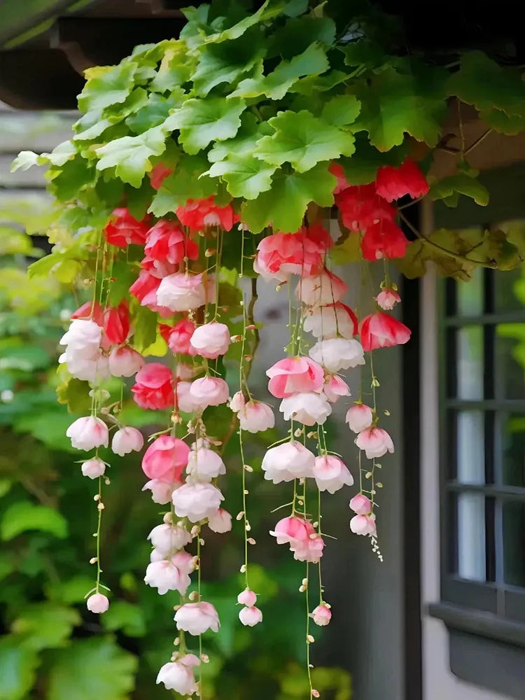 Weeping Begonia Seeds-Malus halliana